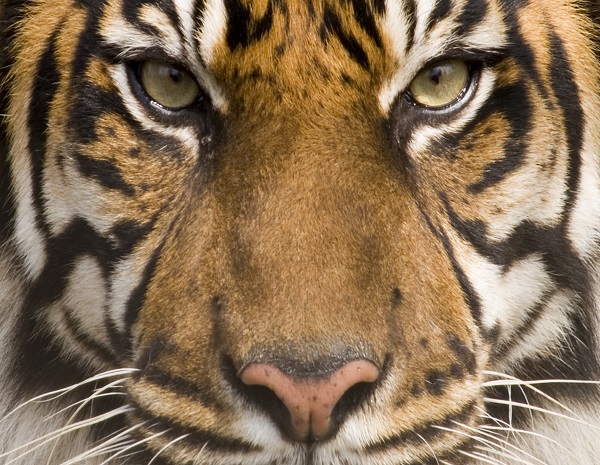 Sumatran Tiger